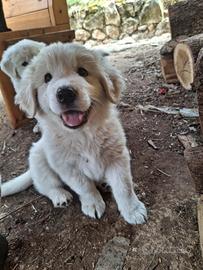 Cane pastore abruzzese