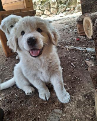 Cane pastore abruzzese