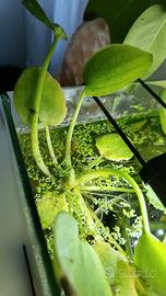 GRATIS Piante acquario (DOLCE)