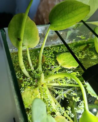 GRATIS Piante acquario (DOLCE)