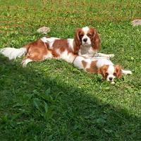 Cavalier King maschio per accoppiamento