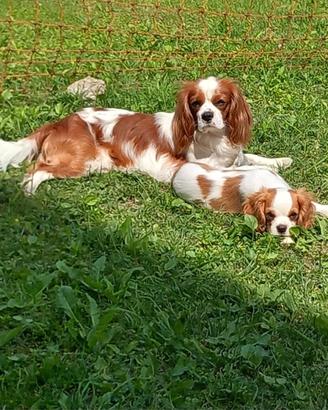 Cavalier King maschio per accoppiamento