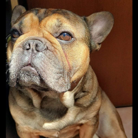 Bulldog francese esotico per monta (accoppiamento)