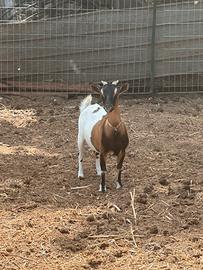 Capra nana