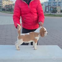 Beagle cucciolo maschio