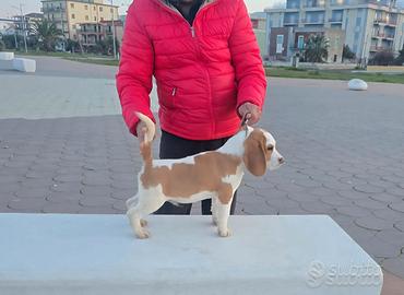 Beagle cucciolo maschio