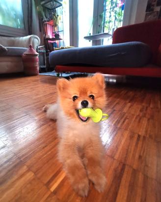 Pet dog sitter pensione casalinga