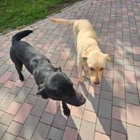 Cucciole tipo Labrador color crema