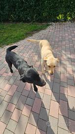 Cucciole tipo Labrador color crema