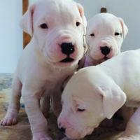 Dogo argentino