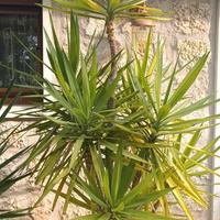 YUCCA GIGANTE