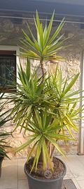 YUCCA GIGANTE