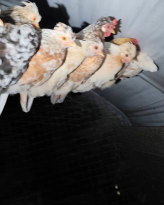 Galline nane millefiori