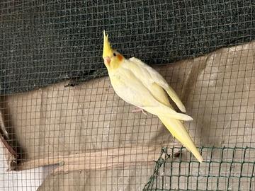 Animali