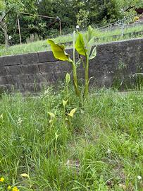 Piante banano