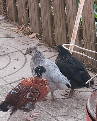 Gallina padovana