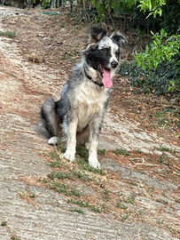 Cucciole di border collie