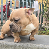 Cucciolo american/exotic bully