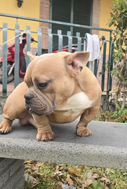 Cucciolo american/exotic bully