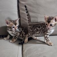Cuccioli gatti bengala