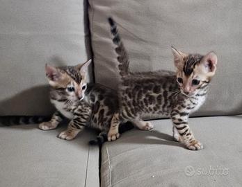 Cuccioli gatti bengala