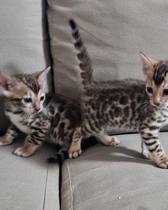 Cuccioli gatti bengala