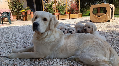Cuccioli di Golden retriever inglesi