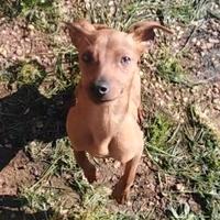 Pinscher nano maschio di 6 mesi regal