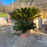 Cycas