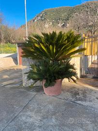 Cycas