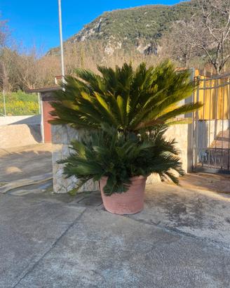 Cycas