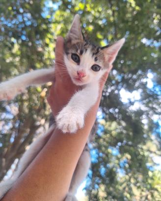 gattini 