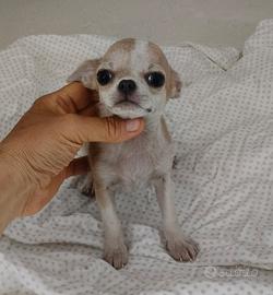 Chihuahua