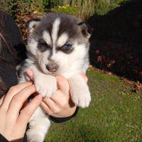 Cuccioli siberian husky