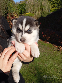 Cuccioli siberian husky