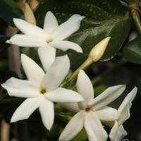 Pianta grande di Gelsomino 