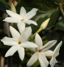 Pianta grande di Gelsomino 