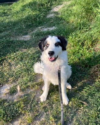 Cucciolone incrocio pastore dei Pirenei ADOZIONE