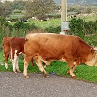 Vitelli pezzato rosso