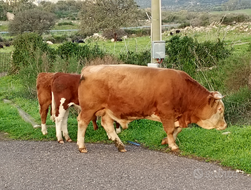 Vitelli pezzato rosso