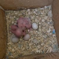 Disponibili Pulli cocorite