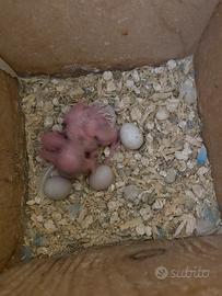 Disponibili Pulli cocorite