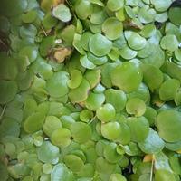Limnobium laevigatum pianta galleggiante acquario