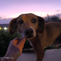 Cani per la caccia al coniglio