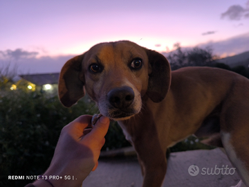 Cani per la caccia al coniglio