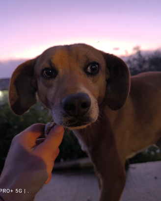 Cani per la caccia al coniglio