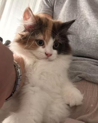 Gatto persiano