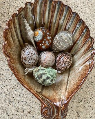 Conchiglie da arredamento