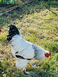 Gallo bramha