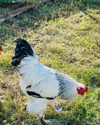 Gallo bramha